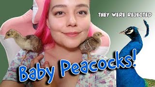 I Saved Peacock Chicks [upl. by Bili]