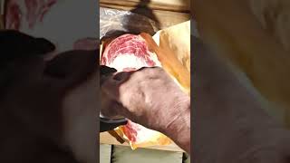 Parking Lot Ribeye campingequipment campinggear carnivore carnivorediet [upl. by Lianna]