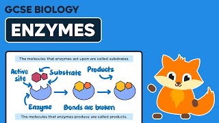 Enzymes  GCSE Biology [upl. by Sadirah]