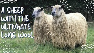 Wensleydale Sheep The Ultimate Long Wool Sheep [upl. by Turnbull]