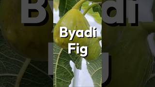 Byadi Fig [upl. by Bick]