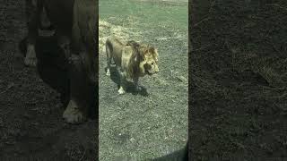 Male lion at Maasai kopjes Central Serengeti 19072024 [upl. by Anisor]