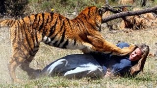 latest tiger attack in India [upl. by Eseekram298]