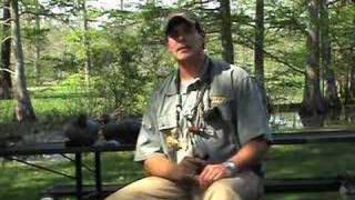 Gadwall Calling Tips [upl. by Skrap]