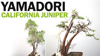 Yamadori California Juniper Bonsai Live Vein and Styling [upl. by Uttasta544]