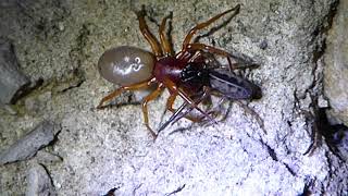 Woodlouse spider eating a tube web spider [upl. by Kilan976]