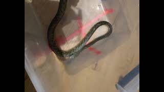 Shedding skins and fears mamba mambas venomoussnakes snakes snake foryou [upl. by Ylas]