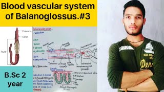 Blood vascular system of Balanoglossus  BSc 3rd Year Zoology 5th Semester 2nd Paper [upl. by Kenimod]