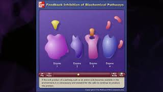 Feedback Inhibition of Biochemical Pathways McGrawHill [upl. by Colis]