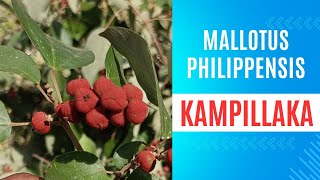 Kampillaka  Kamal  Mallotus philippensis hpayushblog20 [upl. by Weig948]