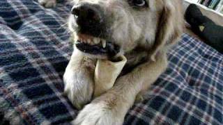 Golden Retriever says quotDont touch my bonequot [upl. by Marleah]