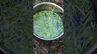 Let’s make some pine needle tea outdoorcooking pine [upl. by Anetsirhc230]