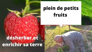 les petits fruits  engrais et multiplication [upl. by Andrews720]