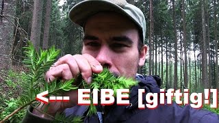 Die giftige EIBE  Bäume im Vergleich Nahaufnahmen EIBE TANNE amp FICHTE [upl. by Tiffany]