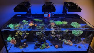 Update on the Reef Tank 🪸 [upl. by Webber]