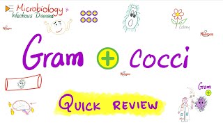 GramPositive Cocci  Quick Review  Microbiology 🧫 and Infectious Diseases 🦠 [upl. by Alyakcim12]