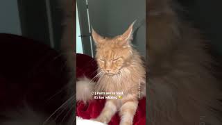 Why I Regret Getting Maine Coon cats 😩 The Truth ✨ [upl. by Pestana]