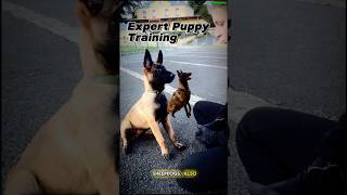 🔝quotTraining Malinois Puppies to an Elite Levelquot dog belgiummalinois malinois dogtraining puppy [upl. by Idissak615]