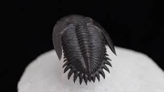 Trilobite Mrakibina cattoi [upl. by Ellicott]