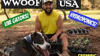 WWOOF Florida  Farming Live Alligators amp Wild Horses  Hydroponics [upl. by Abba]