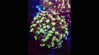 euphyllia meerwasseraquaristik reefkeeper reefer reeftank [upl. by Osgood]