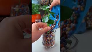 How to growing flowers in cup so beautiful garden plants gardening outdoorflowers [upl. by Vories]