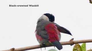 Blackcrowned Waxbill [upl. by Eleazar]