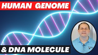 Human Genome Project amp The DNA Molecule Explained [upl. by Kliber]