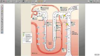 Regulation of Electrolytes [upl. by Aneras467]