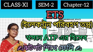 CLASS 11💥 SEM2📚 Chapter12✍️ ETS amp ATP count in Respiration in bangla 💯 [upl. by Britni]