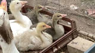 16 November 2024 goslings nesting goose geese guinea fowl and sebright bantams [upl. by Zerk]