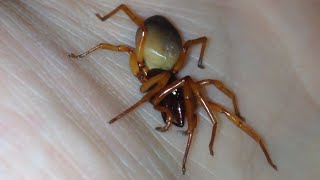 Meet The Woodlouse Spider Dysdera Crocata British Spiders [upl. by Ynaffet]