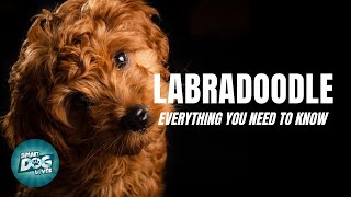 Labradoodle Dog Breed Guide  Dogs 101  Labradoodle [upl. by Hymie241]