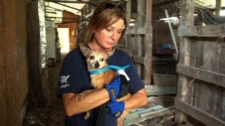 Mississippi Puppy Mill a Living Horror [upl. by Jotham]