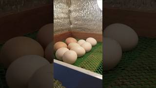 Setter to hatcher hatchlings na naman guys hopefully 21 eggs to may 6 na RIR eggstochicks [upl. by Aicena]