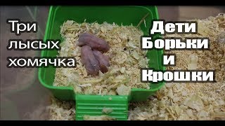 У Борьки и Крошки родились детки [upl. by Ettennyl]