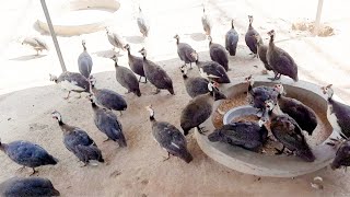 Guinea Fowl Farming [upl. by Callista]