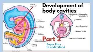 Development of body cavities  Thoracic Cavity Development  Embryology of body cavities  Easiest [upl. by Irrab961]