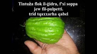 Kif tiżra ċċentinarja growing chayote [upl. by Cogn]