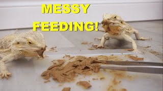 Feeding All Of My BEARDED DRAGONS Messy Food  Super Cute [upl. by Yessej152]