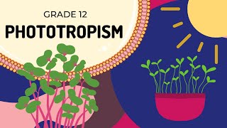 PHOTOTROPISM  EASY to UNDERSTAND [upl. by Romain219]