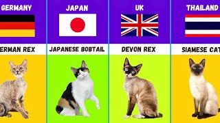 Cat Breeds From Different Countries [upl. by Atinrehs413]