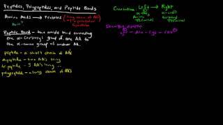 Amino Acids Part 5 of 5  Peptides Polypeptides and Peptide Bonds [upl. by Silverman]