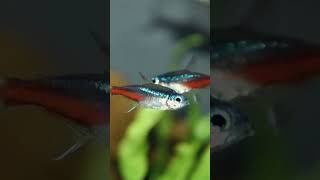 Neon Tetra Care Guide [upl. by Hallett416]