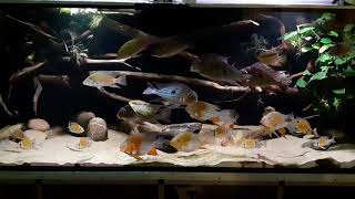 1000Liter Becken Geophagus Tank [upl. by Deegan249]