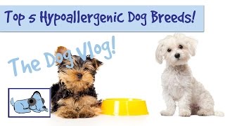 Top 5 Hypoallergenic Dog Breeds [upl. by Leihcey]