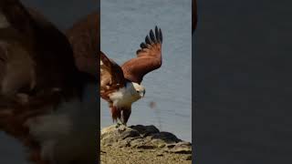 Brahminy kite photography birds discovery natgeo [upl. by Ardnuhsor]