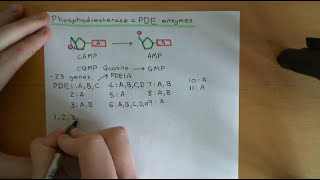 Cyclic AMP Signalling Part 4 [upl. by Crin]