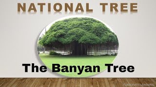 Why Banyan is Indian National Tree The National Tree of India  The Banyan Tree [upl. by Jozef259]