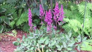 Growing Perennials Astilbe [upl. by Aronoff877]